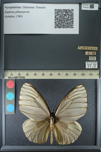 Media type: image;   Entomology 192230